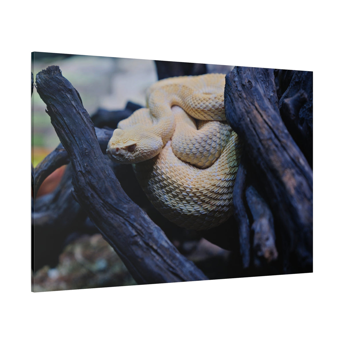 Western Diamondback Rattlesnake Canvas Wall Art – Luxury Desert Wildlife Photography Print - ART OF ROYALS
