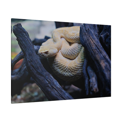 Western Diamondback Rattlesnake Canvas Wall Art – Luxury Desert Wildlife Photography Print - ART OF ROYALS