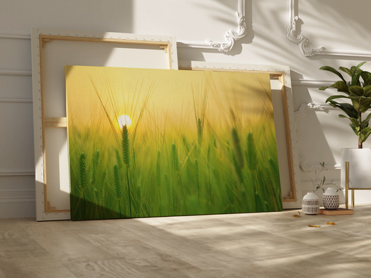 Golden Barley Field Under a Vibrant Sky