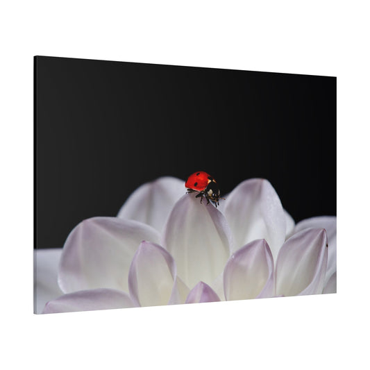 White Dahlia & Ladybug Harmony – A Nature-Inspired Art Print - ART OF ROYALS